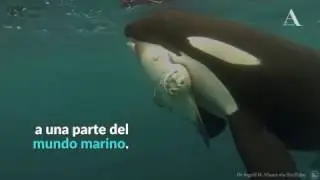 Tilikum: su legado tras 34 años de cautiverio - Aristegui Noticias