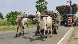 Indian Young Bullock Cart Heavy Load Mud Ride | Buffalo Video
