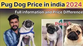 Pug Dog Price in india 2024 | Pug Dog Full information | pug dog price | pug dog breed | priceofpug