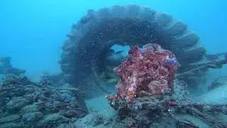 GMC Reef january 2021