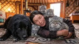 Pregnant Pallas's Cat Attacked by Eagle &mdash; Mongolian Woman Saves Her Family