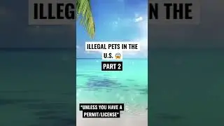 ILLEGAL PETS IN THE US 😱 #shorts #animal