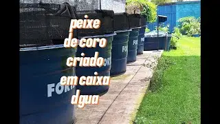 Como est&atilde;o meus pintados com dois anos criado em caixa d'&aacute;gua!#peixe #peixesamazonicos #agro 