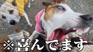 多頭飼いの飼い主が５日ぶりに犬たちに会うと襲撃されます