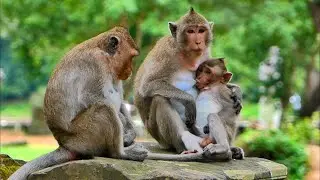 Last video GIGI  feeding her baby GAIA l Amber troop