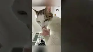 New Funny Videos 2025 😍 Cutest Cats and Dogs 🐱🐶 #2
