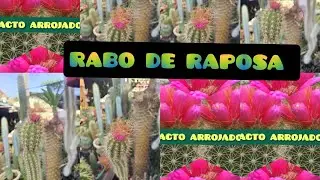 Cacto Rabo de Raposa: Cacto Arrojadoa com Bot&atilde;o de Flor! (Cacto rabo de raposa Arrojadoa)