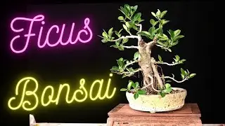 Ficus Microcarpa 513 Ficus Bonsai Tree