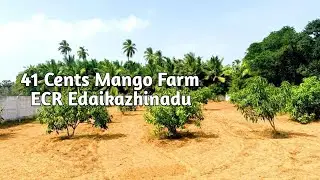 AD:322  Mango Farm Sale || 41 Cents || East Facing || ECR Edaikazhunadu 