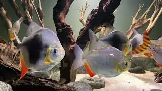 XL Blackberry Silver Dollar Fish, Myleus Blackberry, Myleus Lamax III