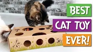 CAT AMAZING - Best Cat Toy Ever - Puzzle Toy & Feeder for Cats!