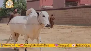 Athra Dand of DEEWAN FARMS || For Sale || Fatehjang Bulls & Islamabad Mandi