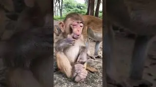 Injured 🤕 Baby monkey 🐒#shorts