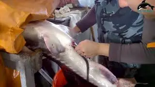 Amazing Process Harvesting Salmon Eggs And Artificial Insemination Millions Fish Eggs