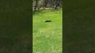 Strange wild turkey