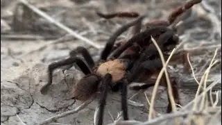Rare Full-Length Tarantula Mating Ritual in Colorado Grasslands | Male & Female Tarantulas Mating