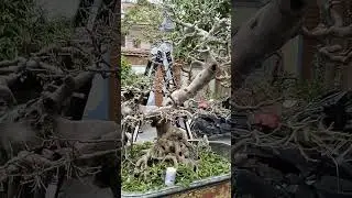 Thay áo để đón xuân 2 cụ xanh nam điền.
