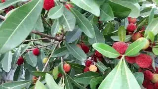 Bayberry fruit plant