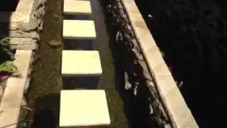 Koi feeding out of the water, tips on pond water flow