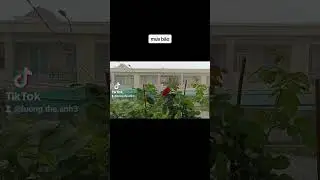Mưa cần thơ