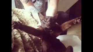 Hooch tricks