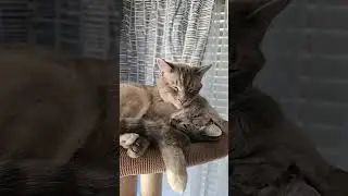 #cutecat
