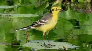 Cute Citrine Wagtail Plays Around