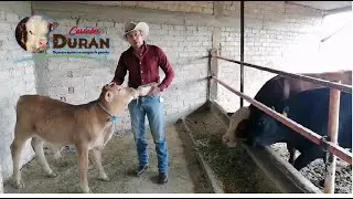 Sí se salvo Dumbo el huerfanito y te damos los tips