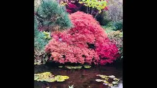The Butchart Gardens - Japanese Garden- Victoria, Canada 10/2025.