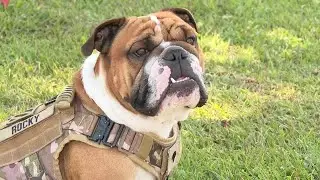 Fort Stewart&rsquo;s four-legged hero: bulldog mascot 'Rocky' brings spirit, legacy to 3rd Infantry Div...