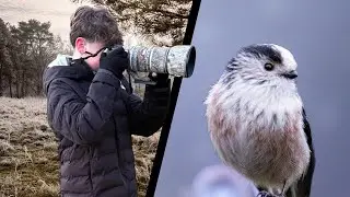Cold Morning Bird Photography in the Hide - Can I Get the Shot?