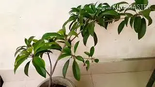 chiku(Sapota) plant care and soil Preparation.How to gate more fruit on chiku.
