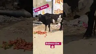दुनिया को खुश करने में ना लगे #animals #humanity #shortvideo #cow #happiness #shortsfeed #motivation