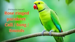 Rose ringed parakeet Song ! Rose ringed parakeet Call ! Rose ringed parakeet Sounds ! Bird Songs