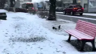 Lago de Werdenberg,está congelado 🥶 