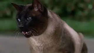 That Darn Cat (1965) Theme Song Reprise