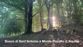 Bosco Sant'Andrea a Monte Pizzoalto