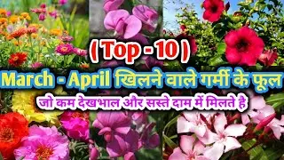 Top 10  मार्च अप्रैल में खिलने वाले फूलों के नाम जिसकी बहुत कम देखभाल की जरूरत होती हैं