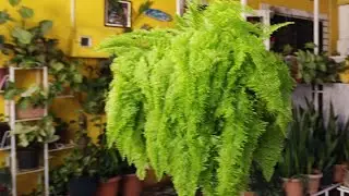 Cotton candy fern...a beautiful unique variety of fern for your hanging baskets