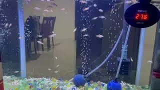 45 DAYS SWORD TAIL FISH(Something wrong with my electronic thermometer)
