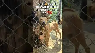 donate gofundme link in bio #pets #bestfeed #animal #adoptstrays #love #subscribe #subscribers
