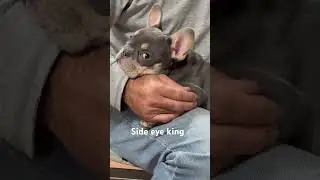 Frenchie attitude