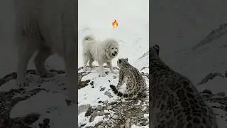Snow Fight 🔥 Dog 🐕 Vs Snow Leopard 🐆🌿 #shorts #reels #edit #love #snow #fighting #videos #viral #art