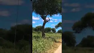 Welcome to Arusha National Park &mdash; a hidden gem bursting with life! 🌿🦒🦜
