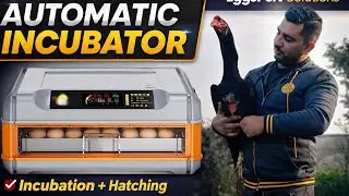 EggsPert Solutions® Daraz Eggs Incubator | Incubation + Hatching in One Machine 03004444911 