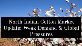 North Indian Cotton Market Update: Weak Demand & Global Pressures