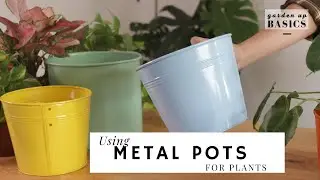 Using Metal Pots for growing Plants? | Garden Up Basics Ep. 18
