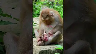 #Sovana Family#Amber group #babymonkey#monkey #short videos#