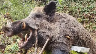 Domuz avı (azılı peşinde) #domuzavi #wildboarhunting #wildboar #caccia #chasse #acac#hunting #hunter