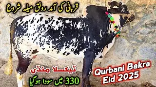 Today Taxila Mandi Latest Update 25 April 2025 | Qurbani Bakra Eid